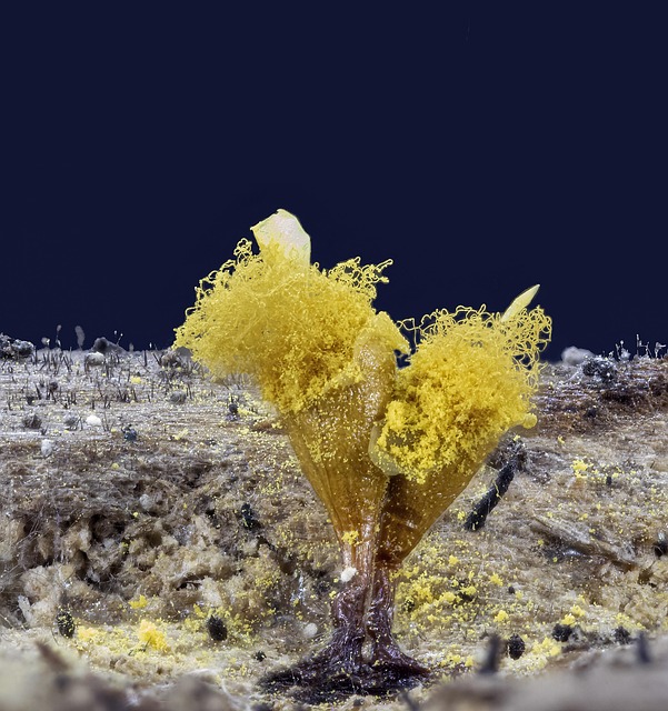 Mold Inspection