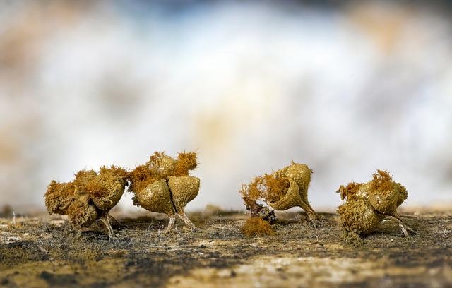 Mold Inspection