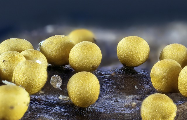 Mold Inspection