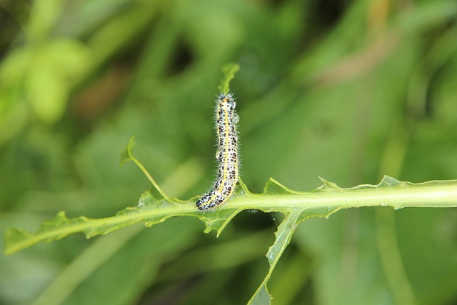 pest-control-640x480-10449427.jpeg