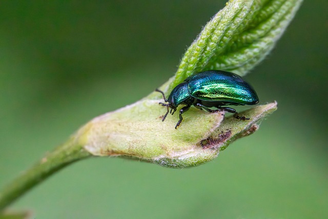 Pest Control