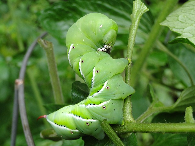 pest-control-640x480-14486726.jpeg