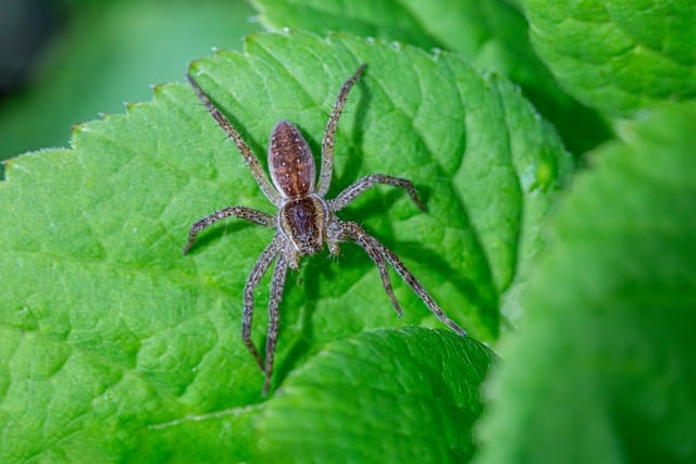 pest-control-640x480-15240640.jpeg