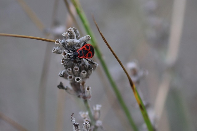 pest-control-640x480-15839504.jpeg