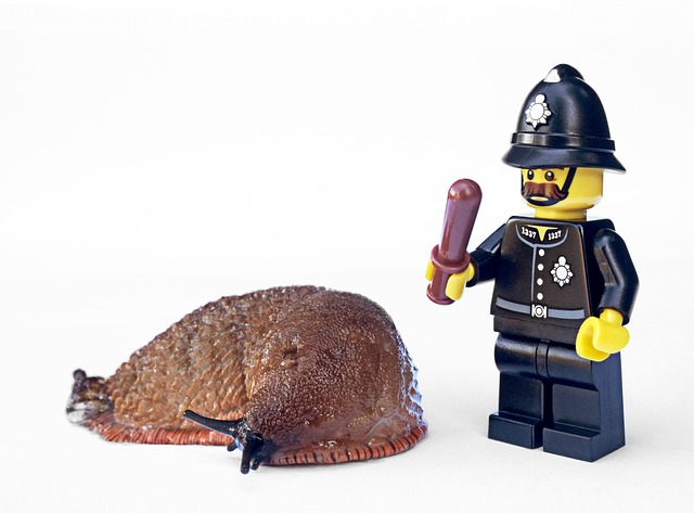 Pest Control
