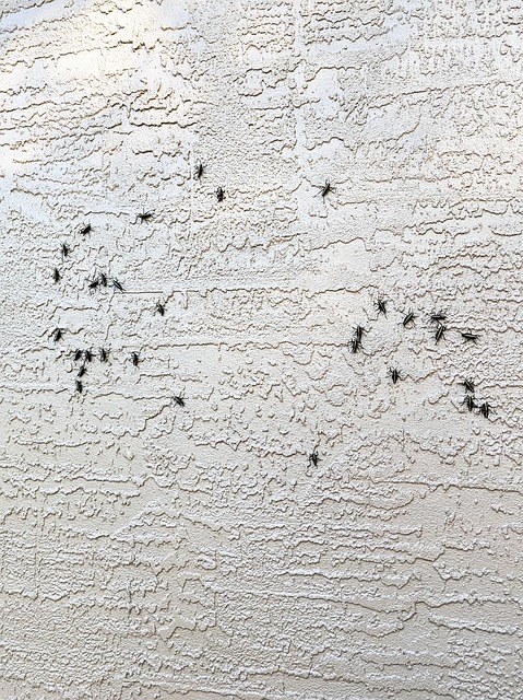 Pest Control