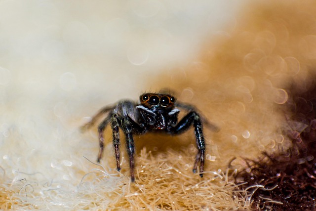 Pest Control