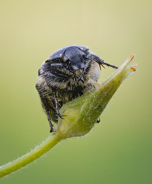 pest-control-640x480-24761225.jpeg