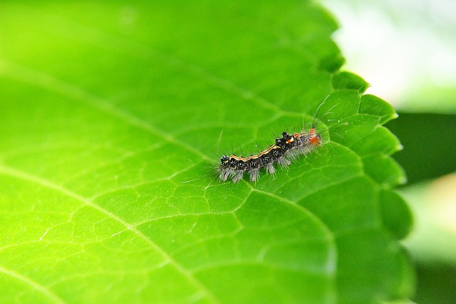 Pest Control