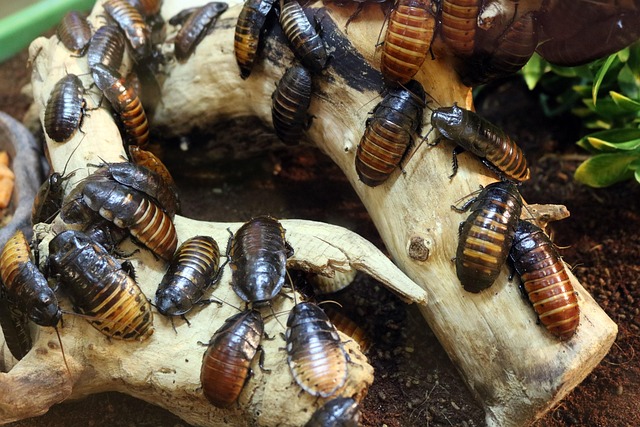 pest-control-640x480-25691228.jpeg