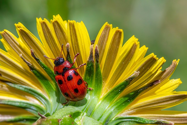 pest-control-640x480-2612728.jpeg