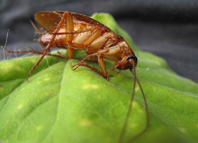 pest-control-640x480-26271081.jpeg