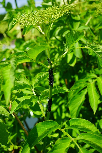 pest-control-640x480-2822714.jpeg