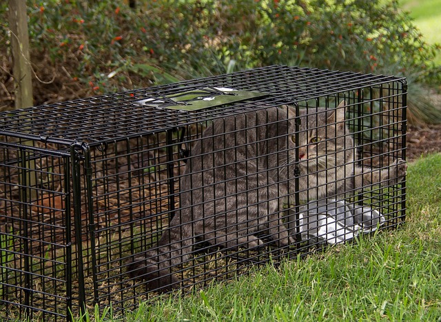 pest-control-640x480-28498525.jpeg
