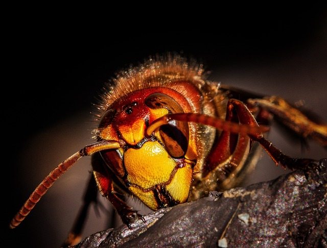 pest-control-640x480-28743945.jpeg