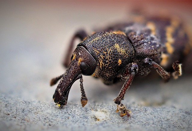 Pest Control