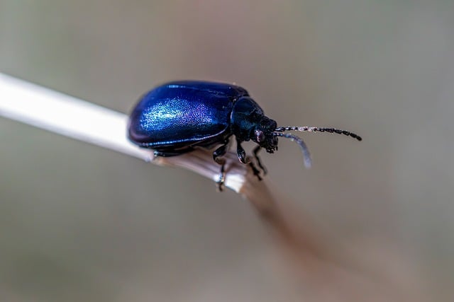 pest-control-640x480-33593470.jpeg