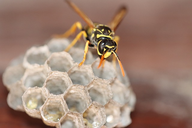 pest-control-640x480-33996269.jpeg