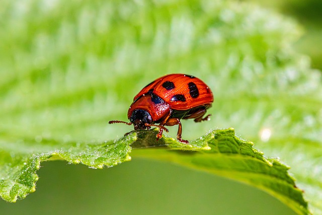 Pest Control