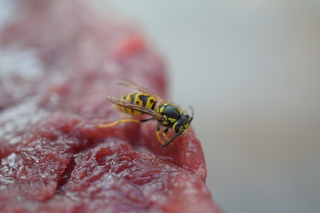 Pest Control