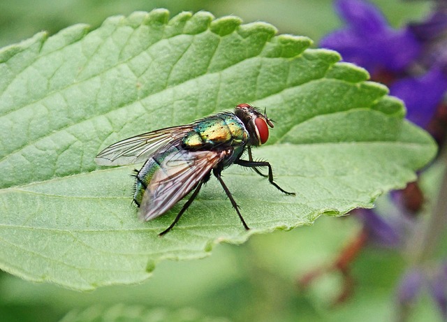 pest-control-640x480-42053562.jpeg