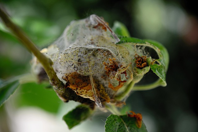 pest-control-640x480-42193330.jpeg