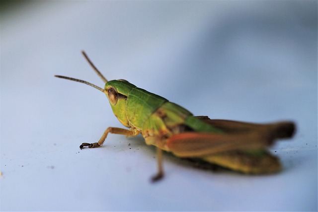Pest Control