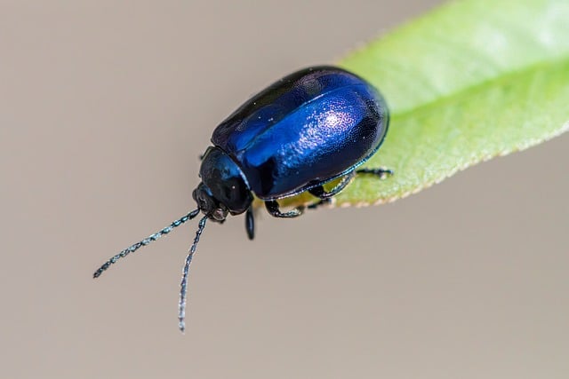 pest-control-640x480-43924280.jpeg