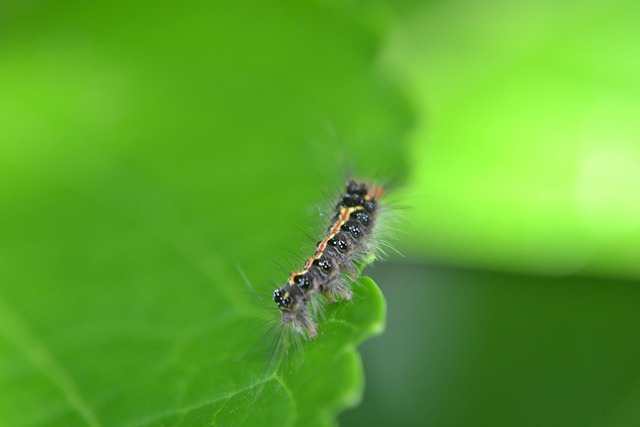 Pest Control