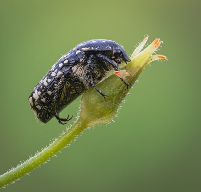 Pest Control
