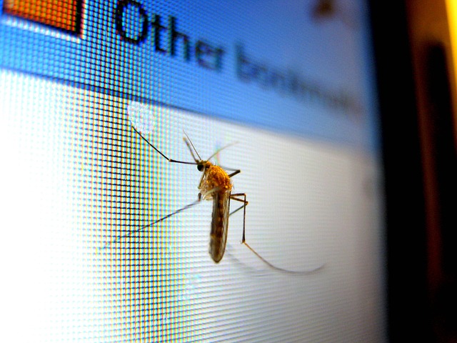 pest-control-640x480-48306102.jpeg