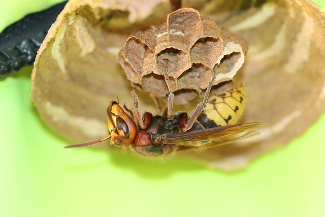 Pest Control
