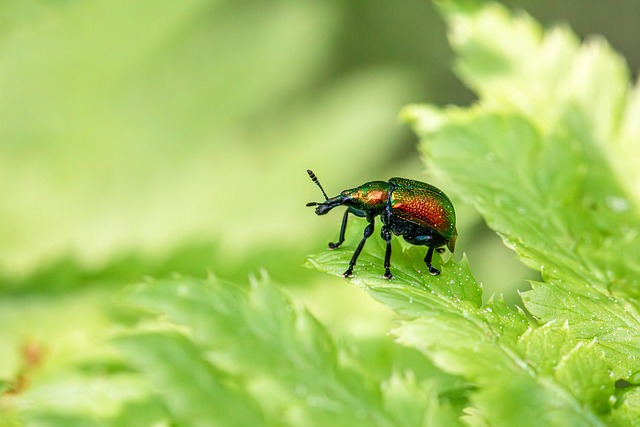 Pest Control