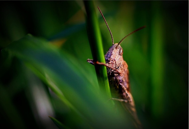Pest Control