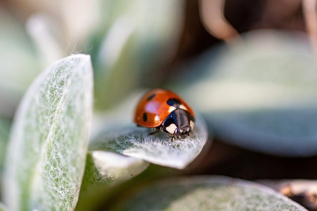 Pest Control