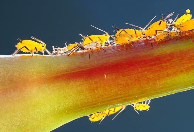 Pest Control