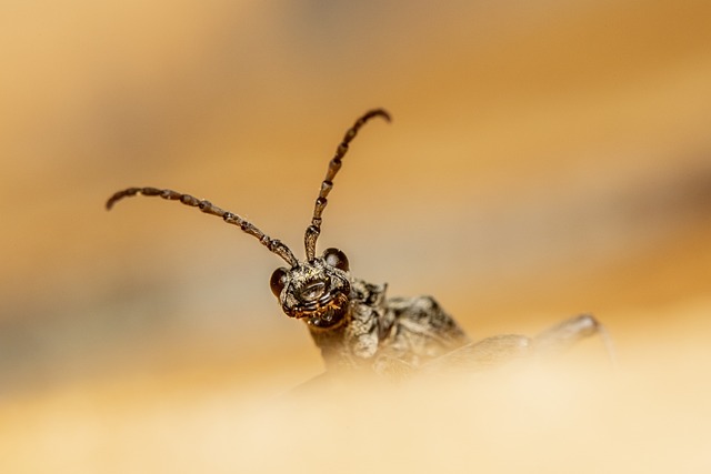 pest-control-640x480-53217297.jpeg