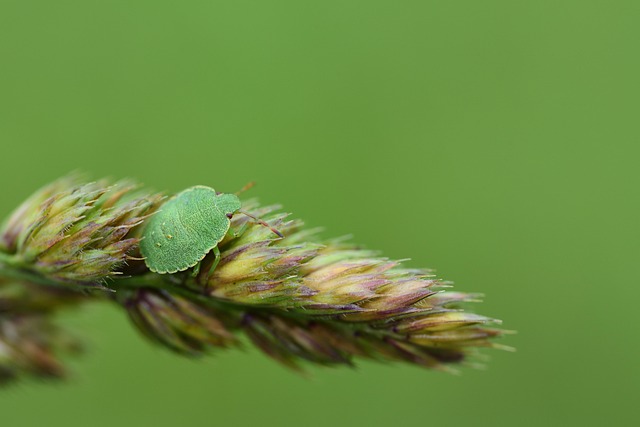 Pest Control