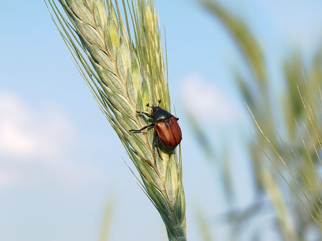 pest-control-640x480-56870862.jpeg