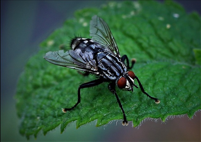 Pest Control