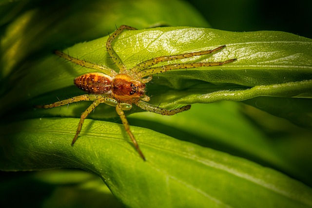 Pest Control