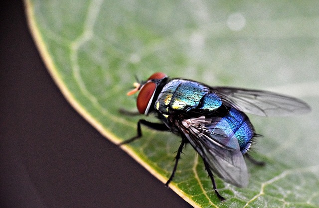 pest-control-640x480-59054897.jpeg
