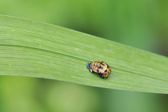 Pest Control