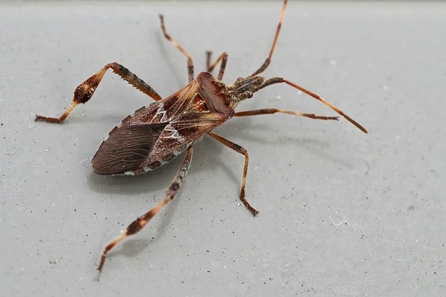 Pest Control