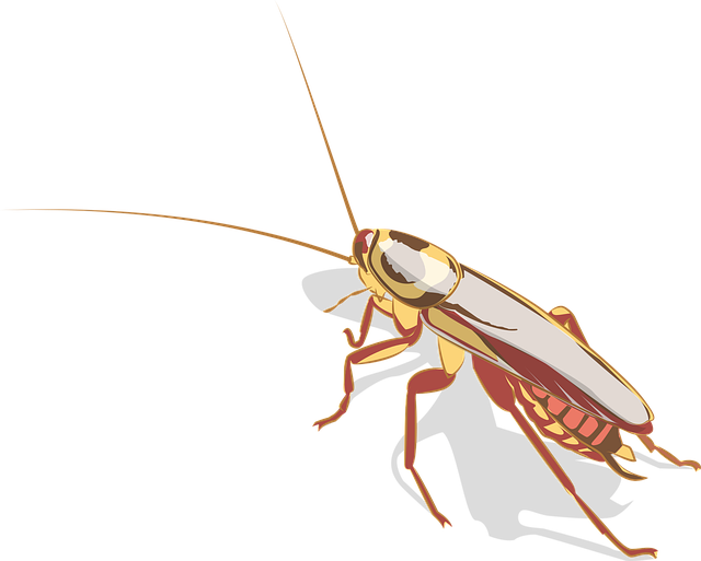 pest-control-640x480-61131437.png