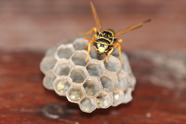 pest-control-640x480-6203943.jpeg