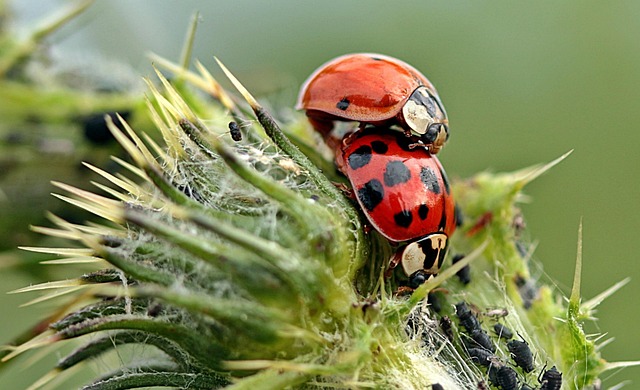 Pest Control