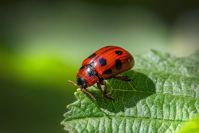Pest Control