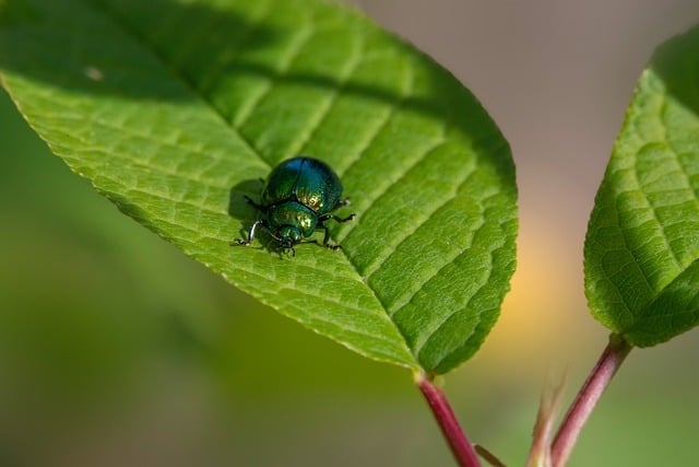 Pest Control