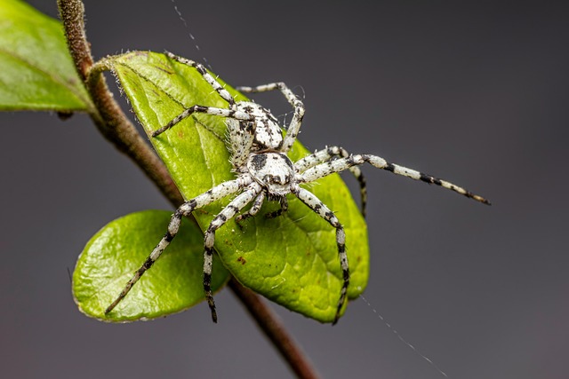 pest-control-640x480-65555350.jpeg